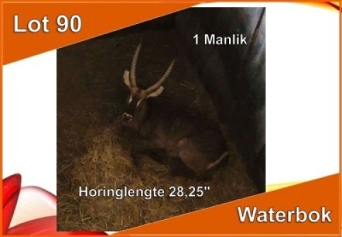 1x WATERBOK/WATERBUCK M:1 28.25"