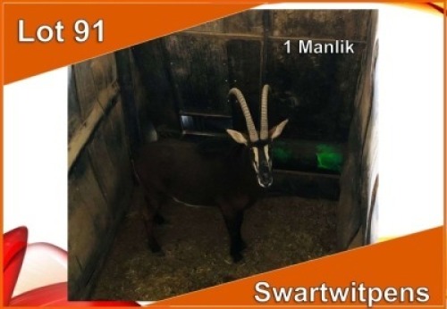 1x SWARTWITPENS/SABLE M:1