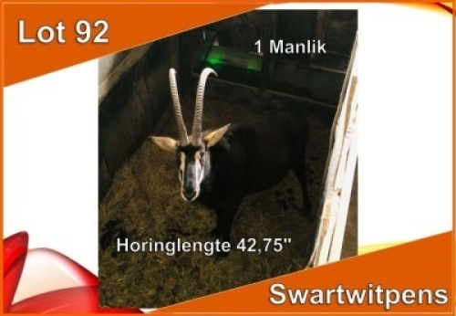 1x SWARTWITPENS/SABLE M:1 42.75"