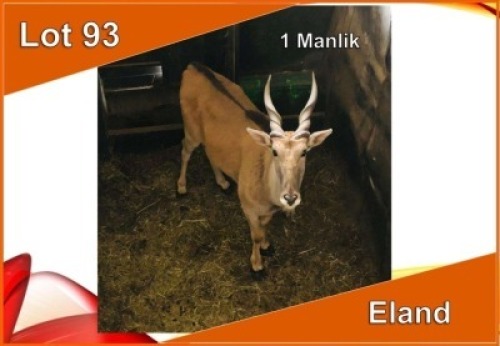 1x ELAND M:1