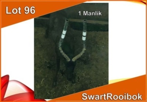 1x SWART ROOIBOK/BLACK IMPALA M:1