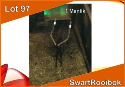 1x SWART ROOIBOK/BLACK IMPALA M:1