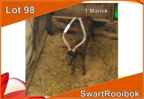 1x SWART ROOIBOK/BLACK IMPALA M:1