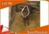1x SWART ROOIBOK/BLACK IMPALA M:1