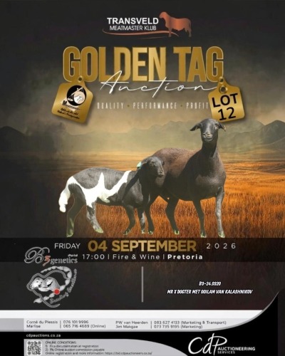 1 X MEATMASTER EWE B3 GENETICS