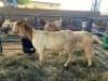 LOT 13 2X OOI/EWE BOERBOK Rhenosterhoek, Kobus van der Walt - 082926 0929 (Per stuk om lot te neem/Per Piece to take the lot) - 2