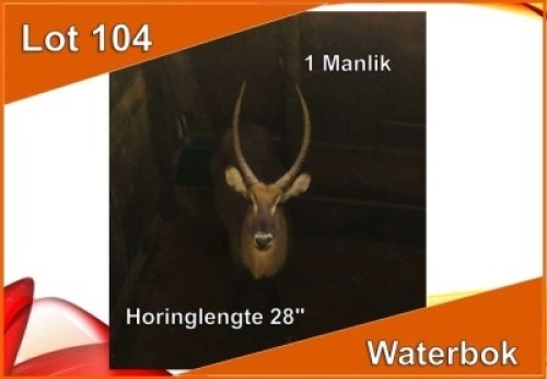 1x WATERBOK/WATERBUCK M:1 28"