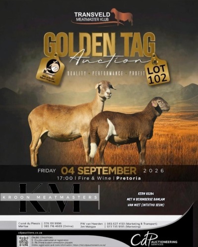 1+1 X MEATMASTER RECORDED EWE KROON MEATMASTERS