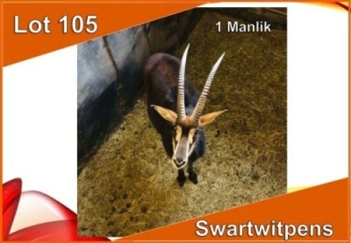 1x SWARTWITPENS/SABLE M:1