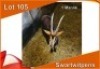 1x SWARTWITPENS/SABLE M:1
