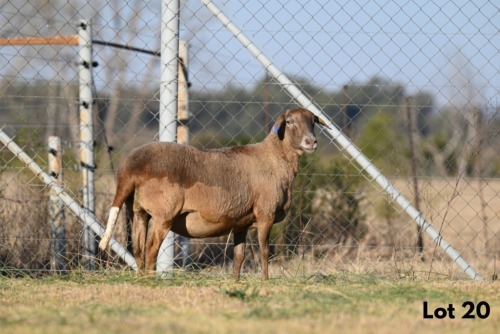1 X MEATMASTER NOT RECORDED EWE WILD & VRY