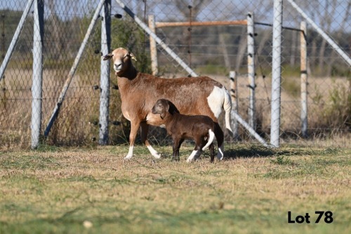 1 X MEATMASTER NOT RECORDED EWE WILD & VRY