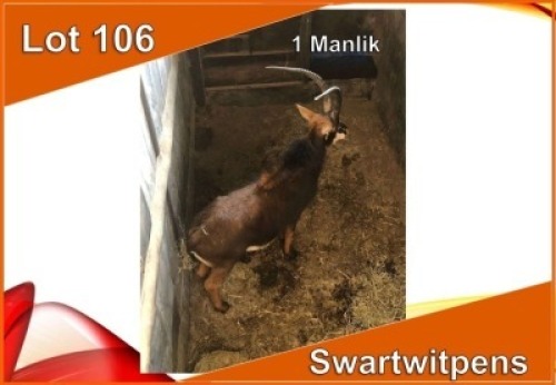 1x SWARTWITPENS/SABLE M:1