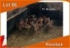 11x ROOIBOK/IMPALA V/F: 11(Per stuk om lot te neem)