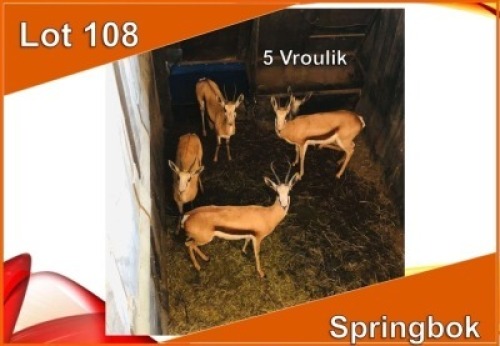 5x SPRINGBOK/SPRINGBUCK V/F:5 (Per stuk om lot te neem)