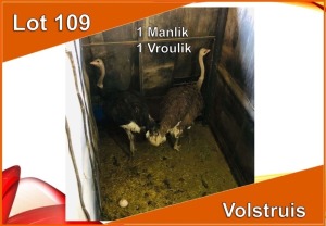 2x VOLSTRUIS/OSTRICH M:1 V/F:1 (Per stuk om lot te neem)