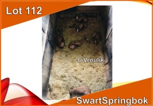 5x SWART SPRINGBOK/BLACK SPRINGBUCK V/F:5 (Per stuk om lot te neem)