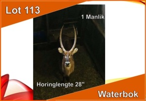 1x WATERBOK/WATERBUCK M:1 28"