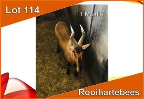 1x ROOIHARTEBEES/RED HEARTBEEST M:1