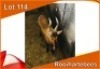 1x ROOIHARTEBEES/RED HEARTBEEST M:1