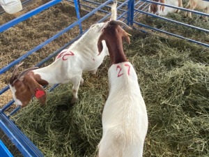 LOT 27 2X OOI/EWE BOERBOK Rhenosterhoek, Kobus van der Walt - 082926 0929 (Per stuk om lot te neem/Per Piece to take the lot)