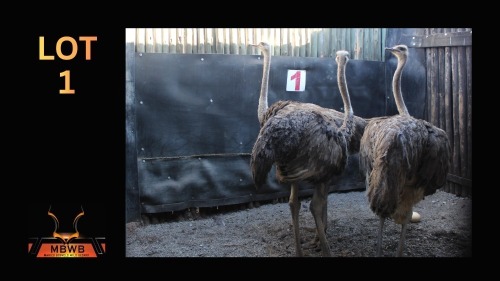 LOT 1 3X VOLSTRUIS V/F:3 (Per Piece to take the lot/Per stuk om lot te neem)