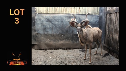 LOT 3 1X KOEDOE M:1