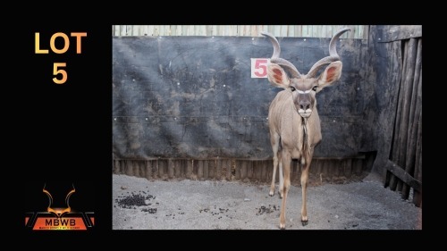 LOT 5 1X KOEDOE M:1