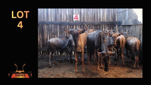 LOT 4 7X BLOUWILDEBEES V/F:4 (Per Piece to take the lot/Per stuk om lot te neem)