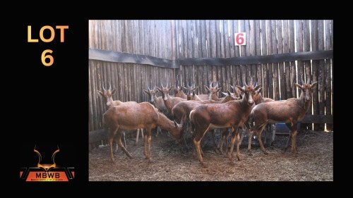 LOT 6 14X BLESBOK (Per Piece to take the lot/Per stuk om lot te neem)