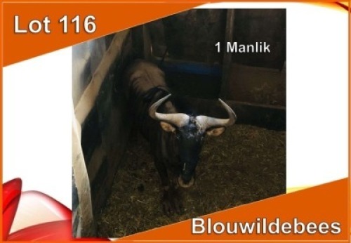 1x BLOUWILDEBEES/ BLUE WILDEBEEST M:1