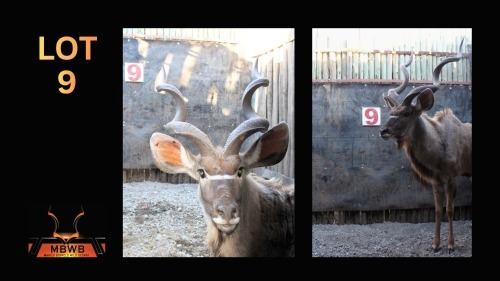 LOT 9 1X KOEDOE M:1