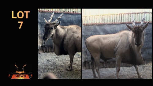 LOT 7 1X ELAND M:1