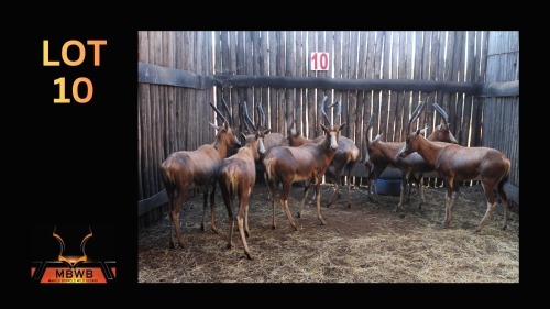 LOT 10 8X BLESBOK V/F:8 (Per Piece to take the lot/Per stuk om lot te neem)