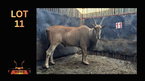 LOT 11 1X ELAND M:1