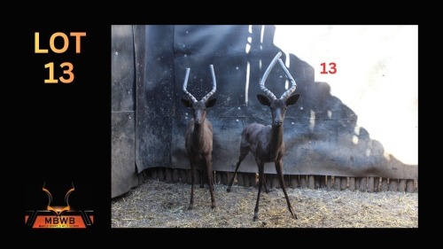 LOT 13 2X SWART ROOIBOK M:2 (Per Piece to take the lot/Per stuk om lot te neem)