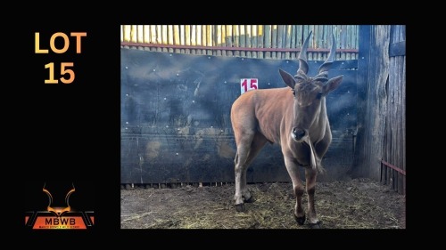 LOT 15 1X ELAND M:1