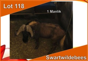 1x SWART WILDEBEES/BLACK WILDEBEEST M:1