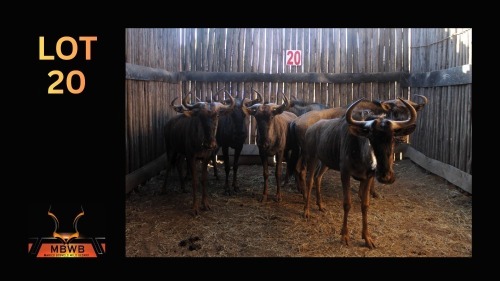 LOT 20 7X BLOUWILDEBEES M:1 V/F:6 (Per Piece to take the lot/Per stuk om lot te neem)