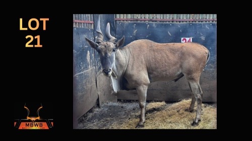 LOT 21 1X ELAND M:1
