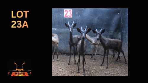 LOT 23A 3X SWART ROOIBOK M:3 (Per Piece to take the lot/Per stuk om lot te neem)