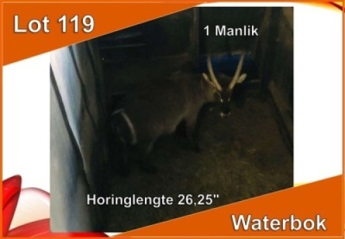 1x WATERBOK/WATERBUCK M:1 26.25"