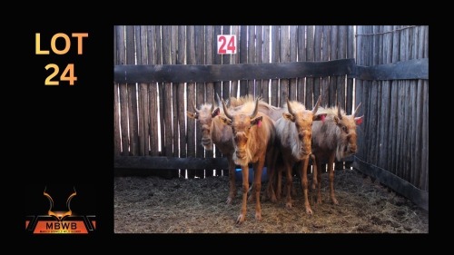LOT 24 5X GOUEWILDEBEES V/F:5 (Per Piece to take the lot/Per stuk om lot te neem)