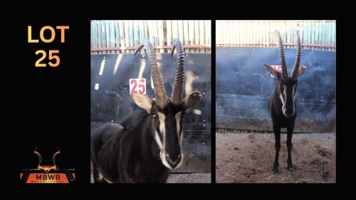 LOT 25 1X SABLE M:1