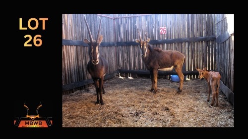 LOT 26 2X SABLE V/F:2 (Per Piece to take the lot/Per stuk om lot te neem)