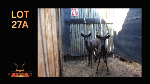 LOT 27A 2X SWART ROOIBOK M:2 (Per Piece to take the lot/Per stuk om lot te neem)