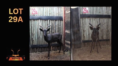 LOT 29A 1X SWART ROOIBOK M:1