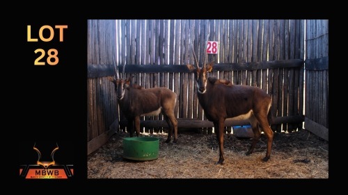 LOT 28 2X SABLE V/F:2 (Per Piece to take the lot/Per stuk om lot te neem)