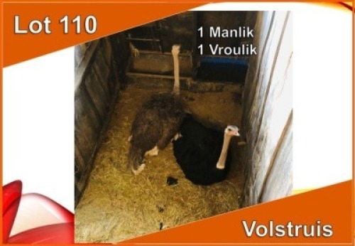 2x VOLSTRUIS/OSTRICH M:1 V/F:1 (Per stuk om lot te neem)