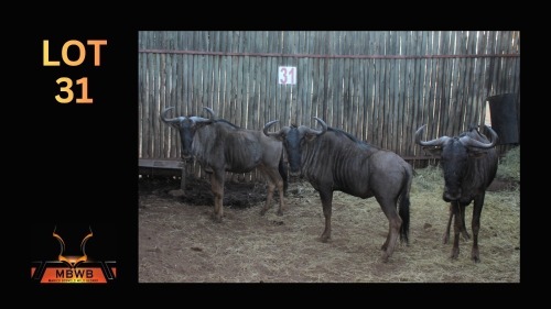 LOT 31 3X BLOUWILDEBEES M:3 (Per Piece to take the lot/Per stuk om lot te neem)